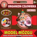 model-mozgu-profesor-albert-dromader